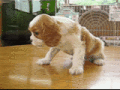 68643491_1.gif